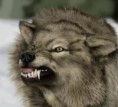 /album/fenykepgaleria/angry-wolf-jpg/