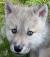 /album/fenykepgaleria/cute-wolf-cute-wolf-zone-16877337-337-381-jpg/