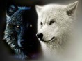 /album/fenykepgaleria/two-wolves-of-life1-jpg/