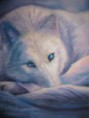 /album/fenykepgaleria/white-wolf-in-snow-by-acaciacat-jpg/